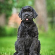 schnauzer schnauzer