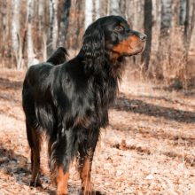 setter-gordon setter-gordon