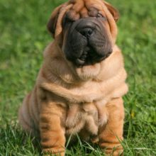 shar-pei shar-pei