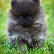 spitz-allemand spitz-allemand