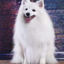 spitz-japonais-updraft-pre-smush-original spitz-japonais-updraft-pre-smush-original