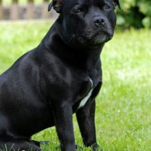 staffordshire-bull-terrier staffordshire-bull-terrier