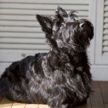 terrier-ecossais terrier-ecossais