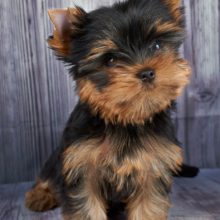 yorkshire-terrier yorkshire-terrier