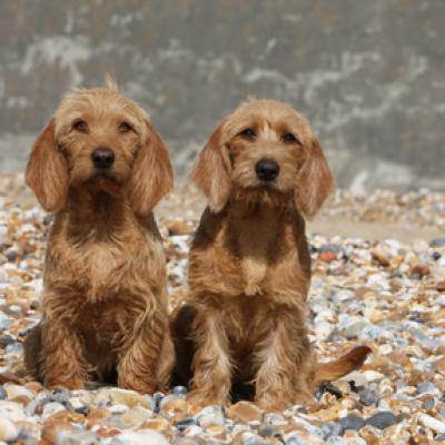 2-basset-fauve-de-bretagne-cote-a-cote 2-basset-fauve-de-bretagne-cote-a-cote