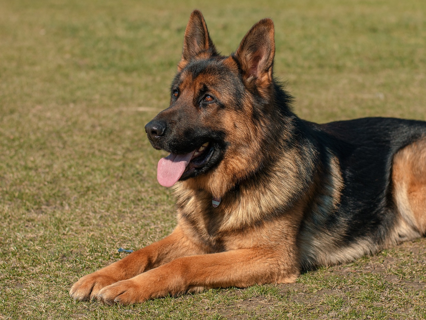Berger-allemand Berger-allemand