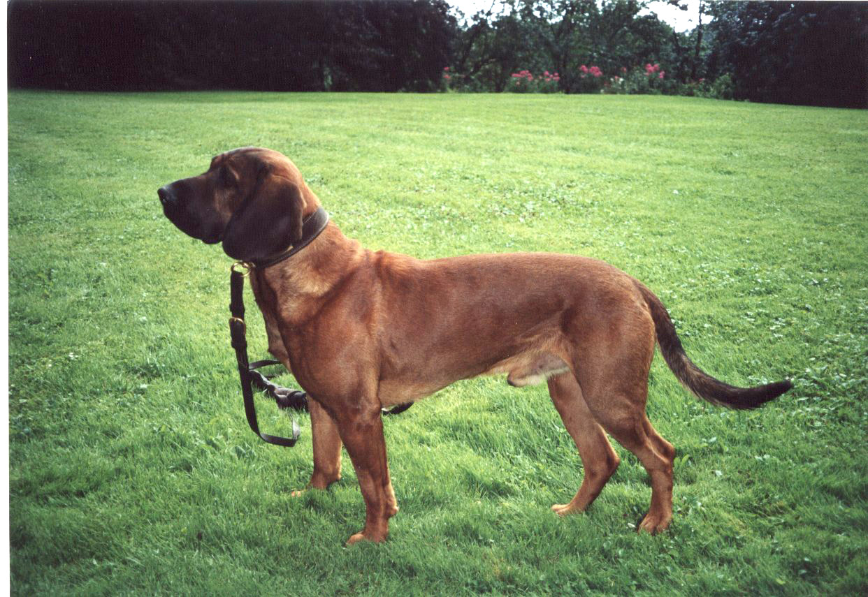 Mâle_standard_-_Chien_de_rouge_du_Hanovre Mâle_standard_-_Chien_de_rouge_du_Hanovre