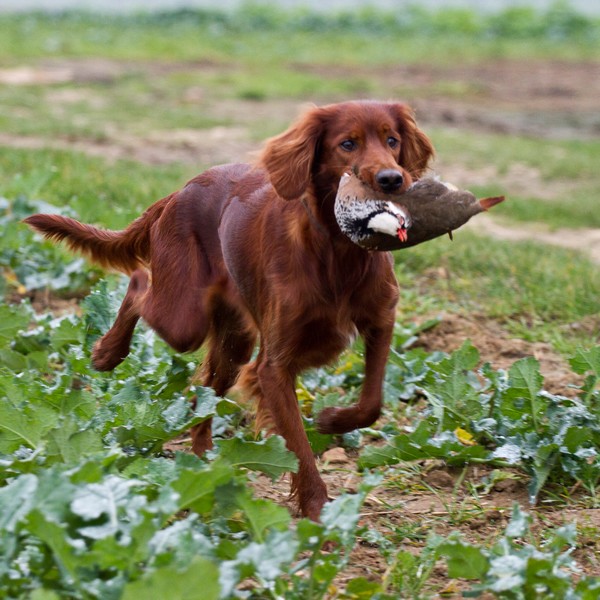 Setter-Irlandais_Red_Club_accueil_a_la_chasse Setter-Irlandais_Red_Club_accueil_a_la_chasse
