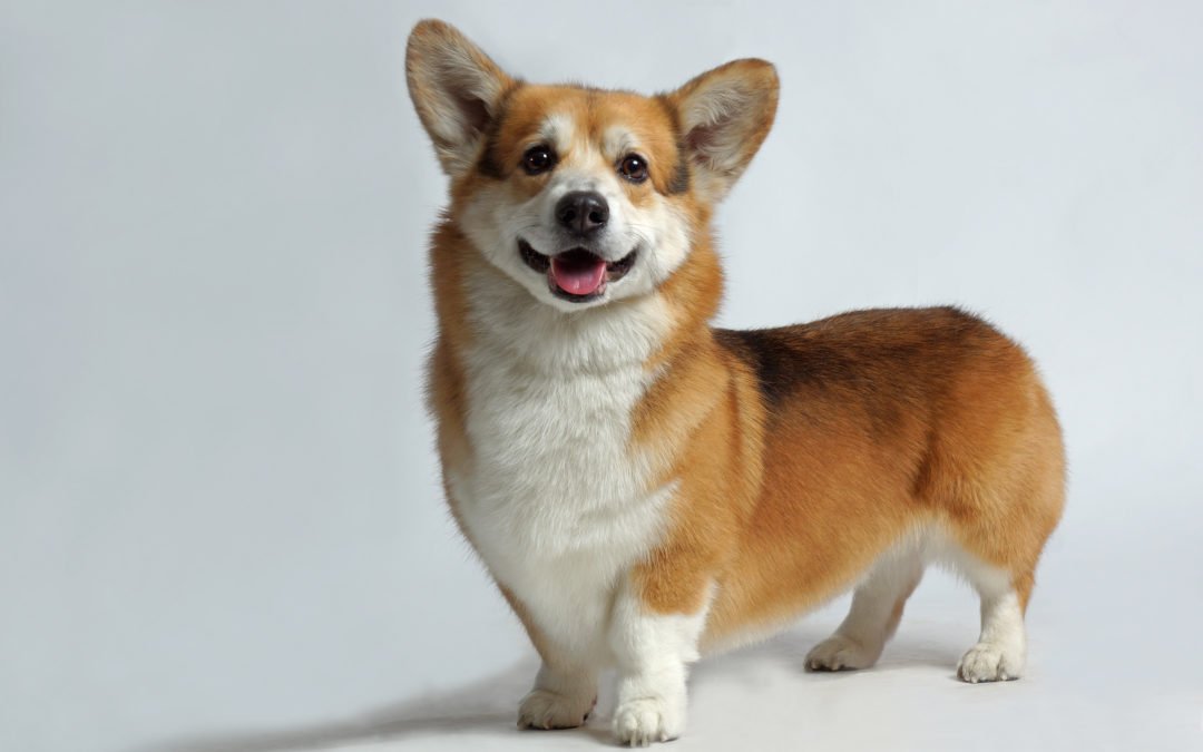 Welsh-Corgi-1080×675-1 Welsh-Corgi-1080x675-1