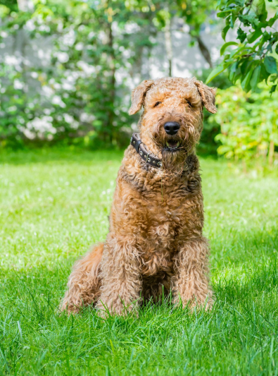 airedale-terrier airedale-terrier