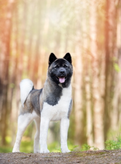 akita-americain akita-americain