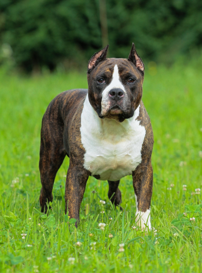 american-staffordshire-terrier american-staffordshire-terrier