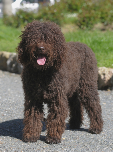 barbet barbet