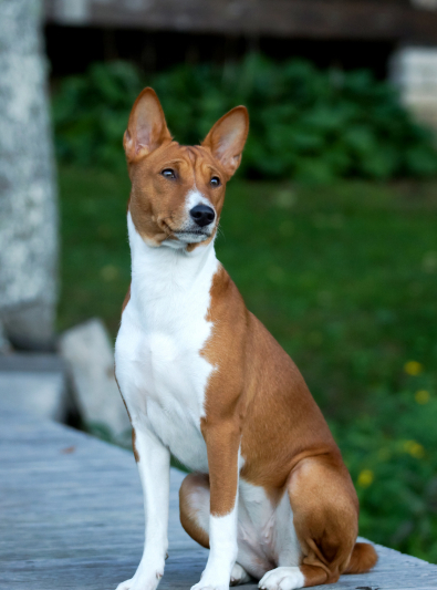 basenji basenji