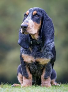 basset-bleu-de-gascogne-222×300 basset-bleu-de-gascogne-222x300