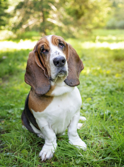 basset-hound basset-hound