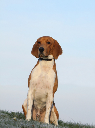 beagle-harrier beagle-harrier