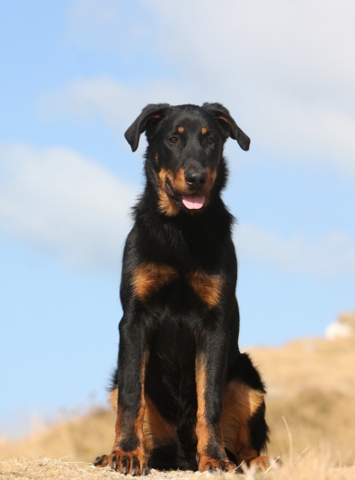 beauceron beauceron