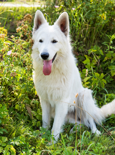berger-blanc-suisse berger-blanc-suisse