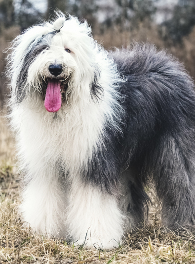 bobtail bobtail