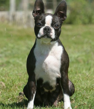 boston-terrier-395×460 boston-terrier-395x460