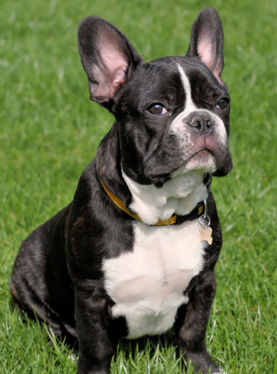 bouledogue-francais bouledogue-francais