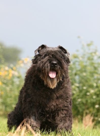 bouvier-des-flandres bouvier-des-flandres