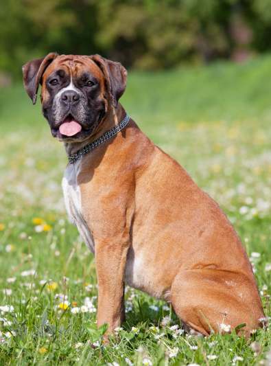 boxer boxer