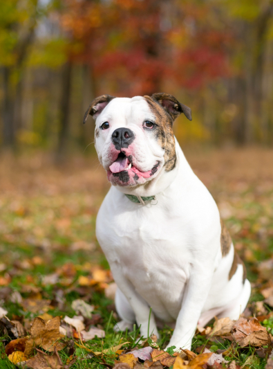 bulldog-anglais bulldog-anglais