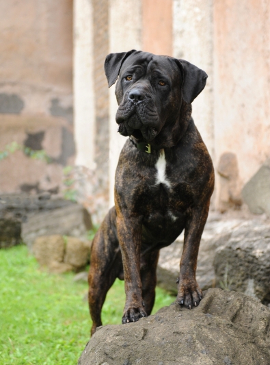 cane-corso cane-corso