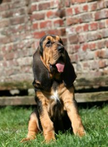 chien-de-saint-hubert-222×300 chien-de-saint-hubert-222x300