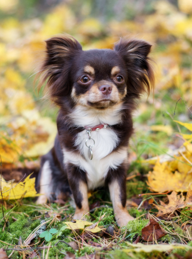 chihuahua chihuahua
