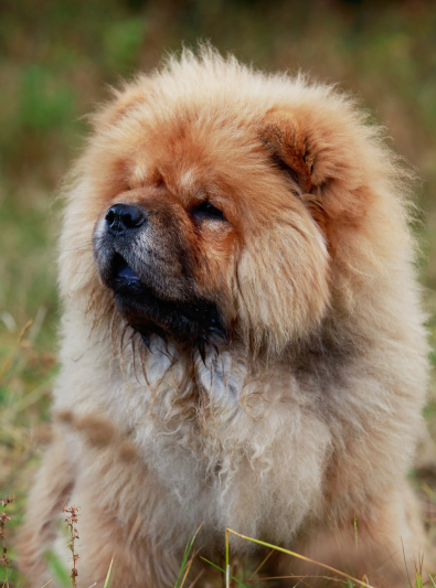 chow-chow chow-chow