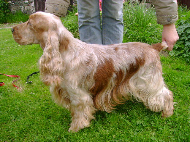 cocker_anglais_12 cocker_anglais_12