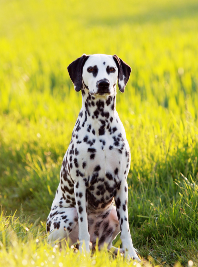 dalmatien dalmatien