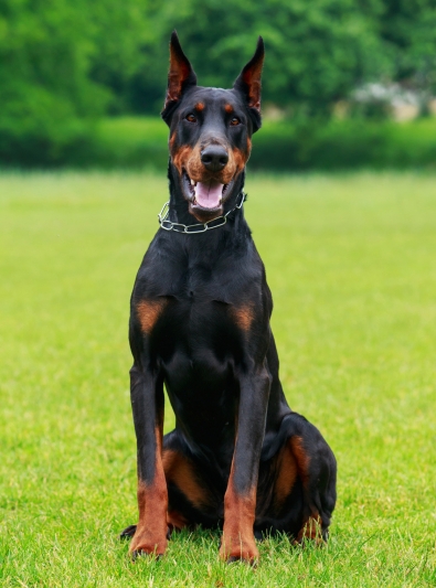 dobermann dobermann