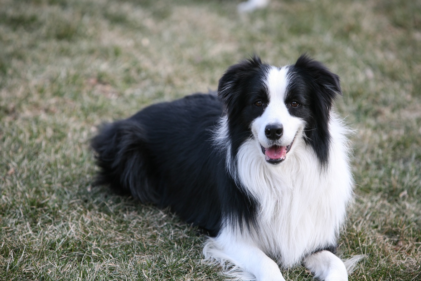 dog-collie-mammal-border-collie-vertebrate-dog-breed-139973-pxhere.com_ dog-collie-mammal-border-collie-vertebrate-dog-breed-139973-pxhere.com_