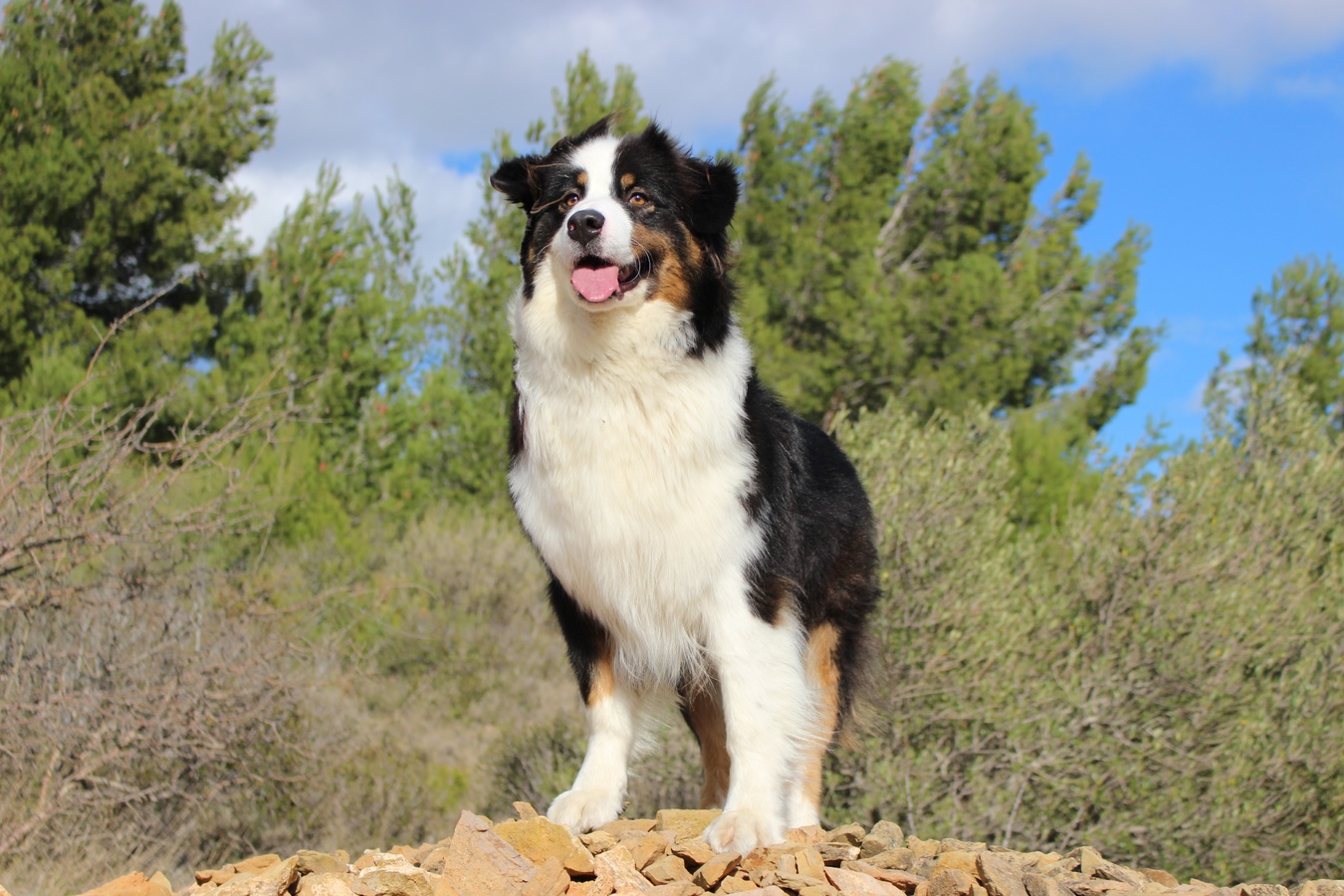 dog-mammal-border-collie-vertebrate-dog-breed-australian-shepherd-38409-pxhere.com_ dog-mammal-border-collie-vertebrate-dog-breed-australian-shepherd-38409-pxhere.com_