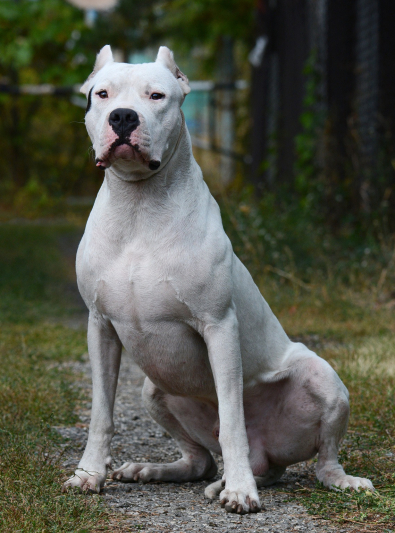 dogue-argentin dogue-argentin