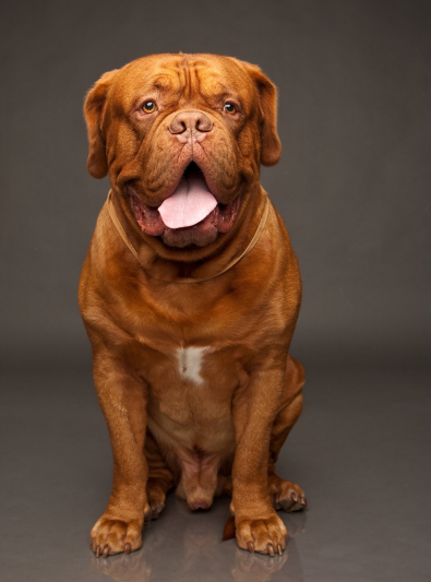 dogue-de-bordeaux dogue-de-bordeaux