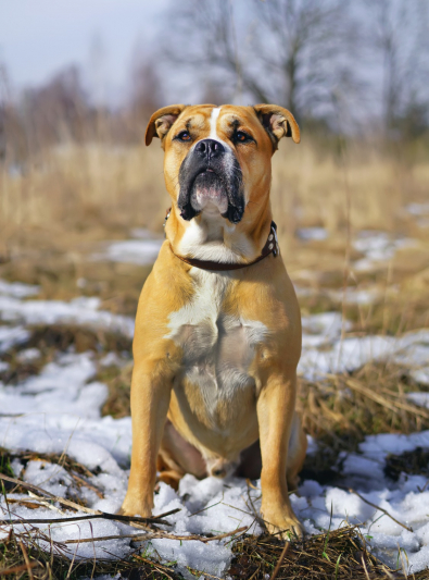 dogue-de-majorque dogue-de-majorque