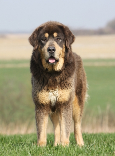 dogue-du-tibet dogue-du-tibet