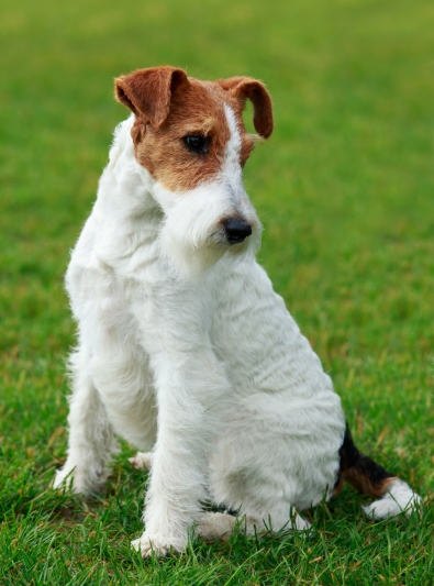 fox-terrier fox-terrier