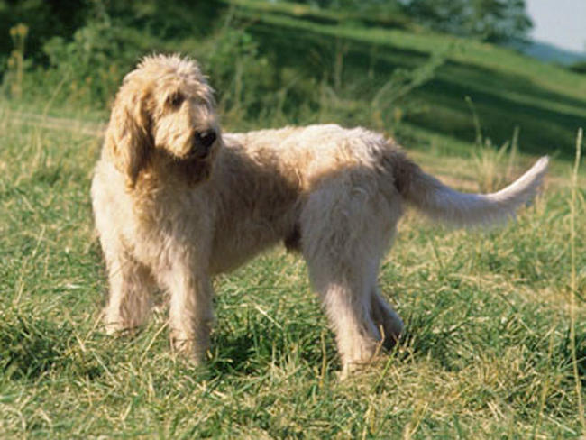 grand-griffon-vendeen grand-griffon-vendeen