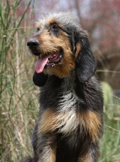 griffon-nivernais griffon-nivernais