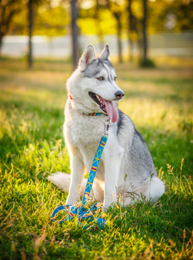 husky-siberien husky-siberien