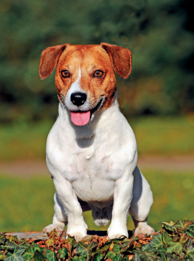 jack-russell-terrier jack-russell-terrier