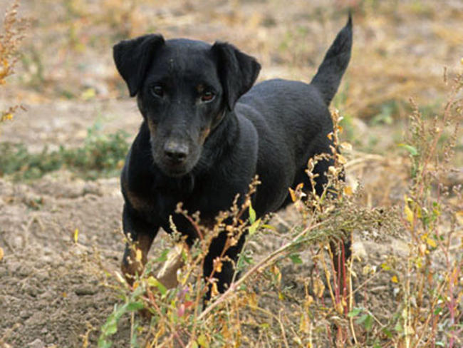 jagdterrier jagdterrier