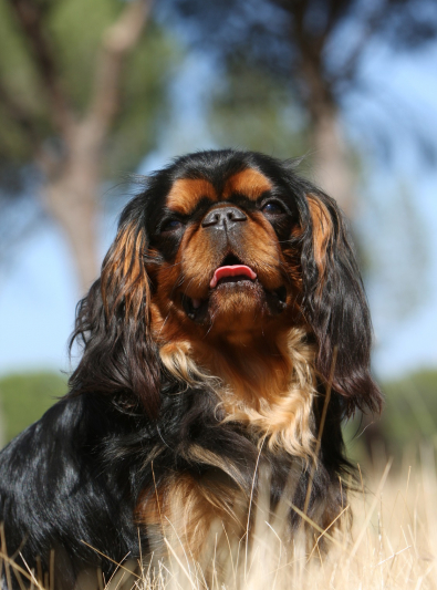 king-charles-spaniel king-charles-spaniel