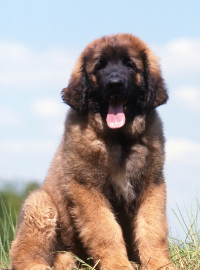 leonberger leonberger